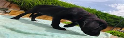 Mixed Breed dogs for sale: Puppies  - Advert 20