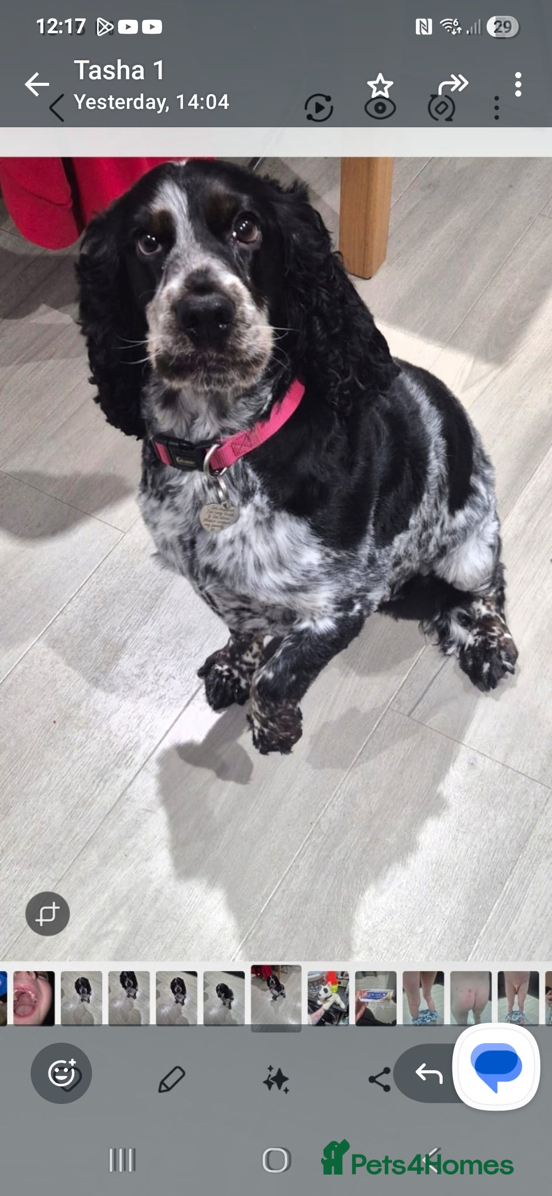 Cocker Spaniel dogs Cocker Spaniels - Show type. Blue roan in colour. - Advert 1