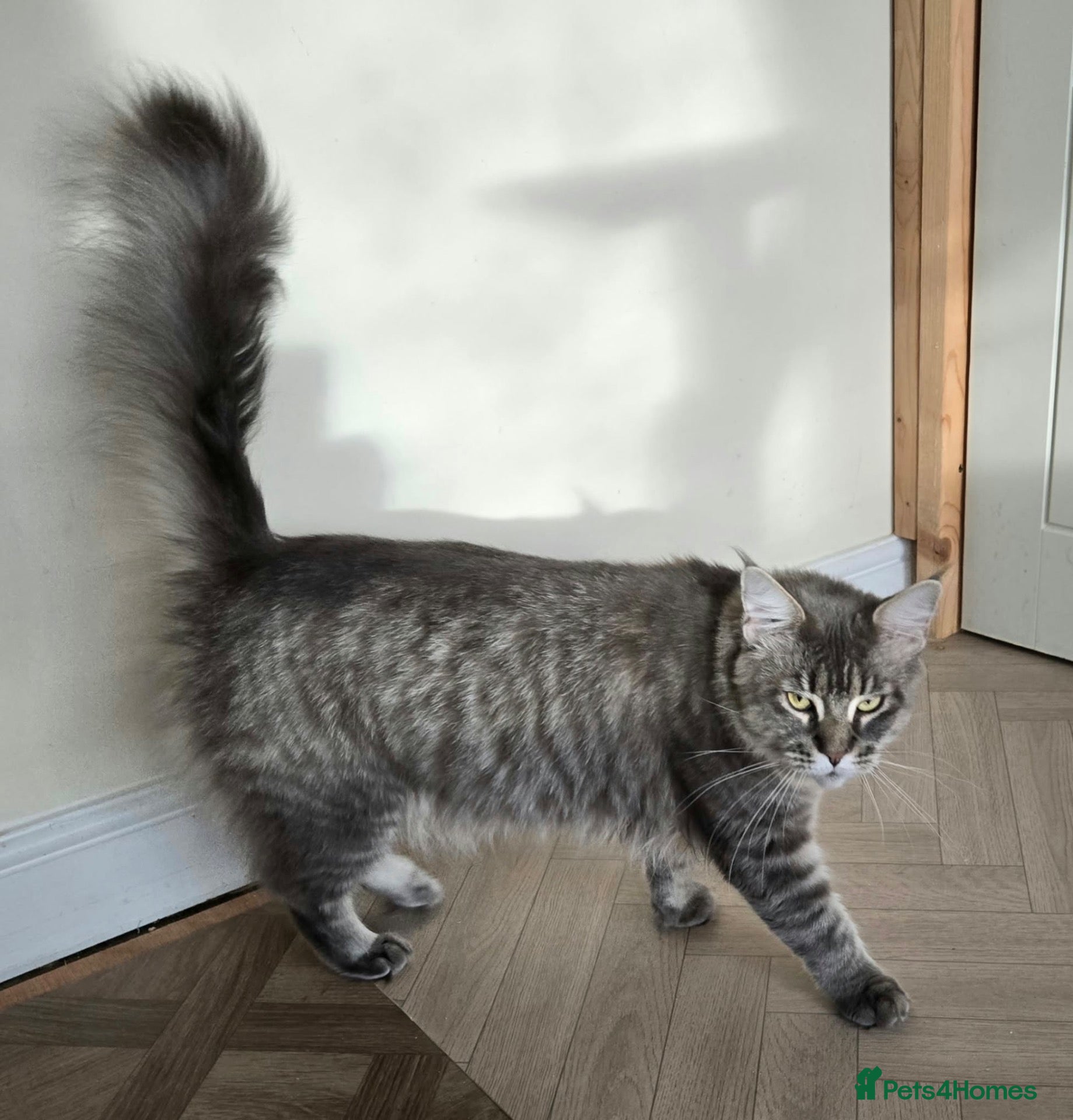 Maine Coon cats Pinky is looking for forever home. - Advert 1