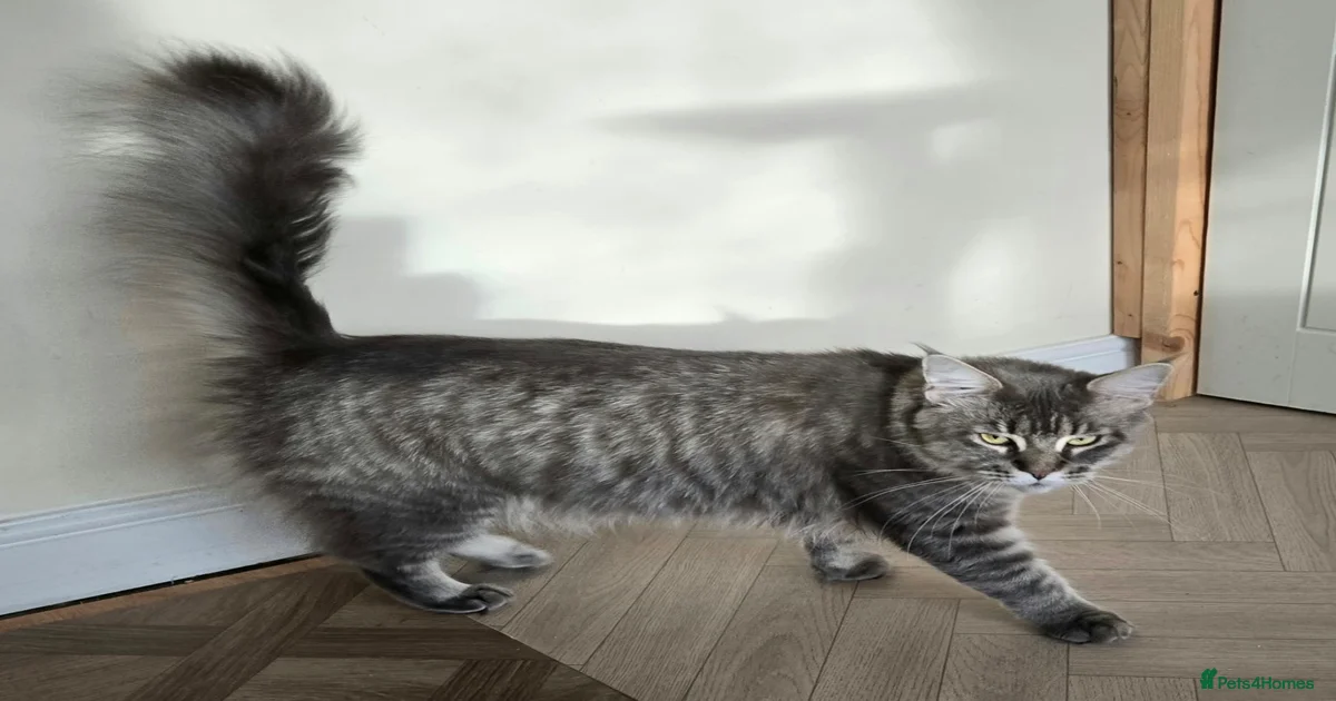 Kittens for sale in Hull, East Riding of Yorkshire | Pets4Homes
