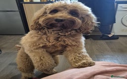 Cockapoo dogs for stud: 100% Proven F1 Fox Red Cockapoo, Stud only in Kirkcaldy - Image 3