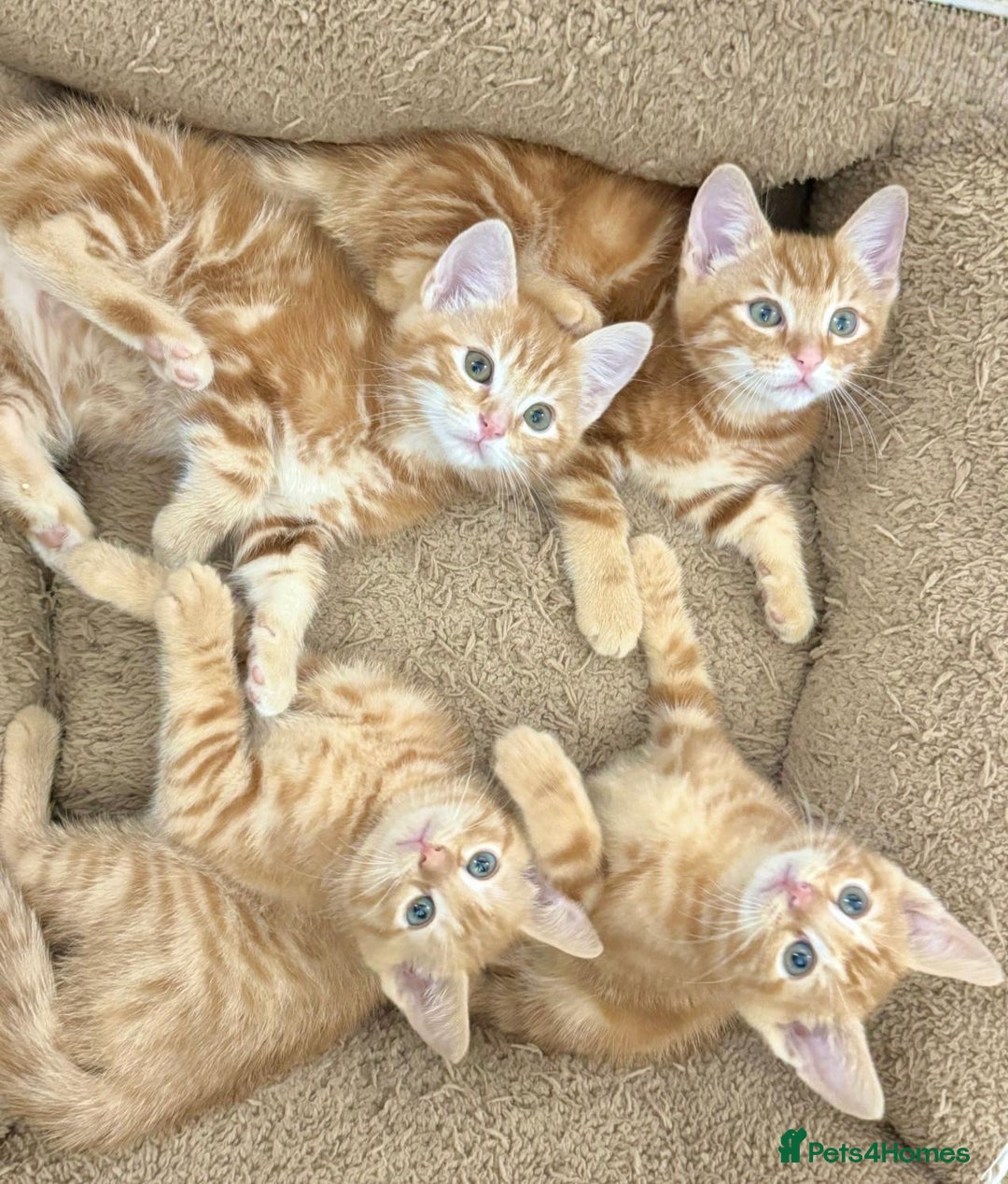 Mixed Breed cats for sale: LOVELY KITTENS  - Advert 5