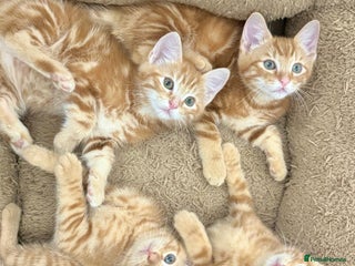 Mixed Breed cats LOVELY KITTENS - Advert 1
