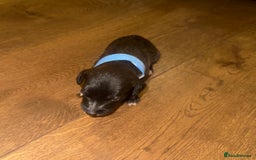 Mixed Breed dogs for sale: Stunning F1 Beddy Whippet Pups — Hearts Will Melt - Advert 18