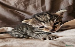Russian Blue cats for sale: Mix Russian Blue and Maine Coon - Image 8