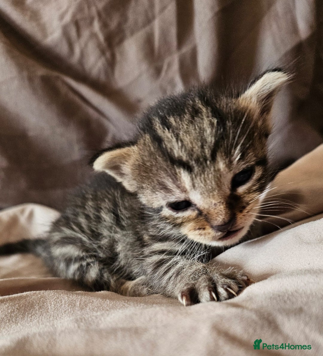 Russian Blue cats for sale: Mix Russian Blue and Maine Coon - Image 8