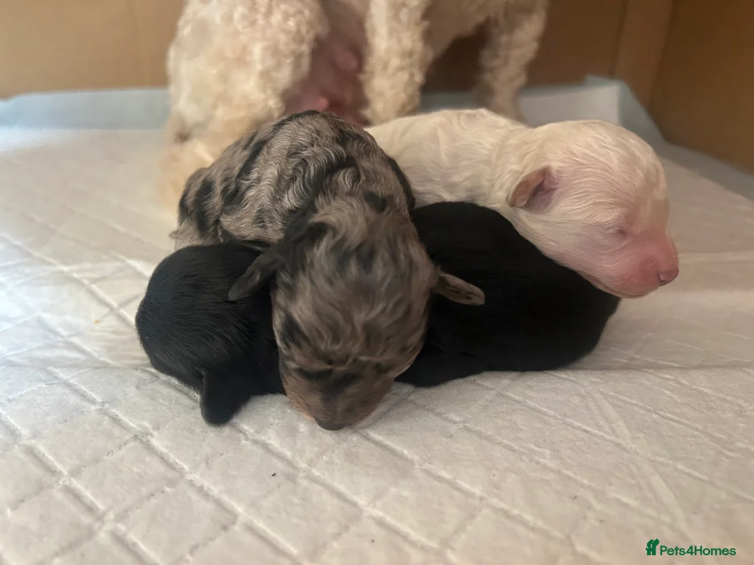 Maltipoo dogs for sale: Merle. Champagne, black pups Fully health tested in Newton Abbot - Advert 11