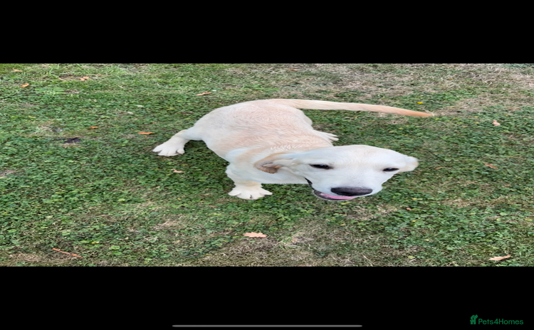 Golden Retriever dogs - Advert 1