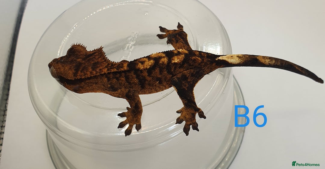 Gecko reptiles for sale: Juvenile Crested Geckos - Image 12
