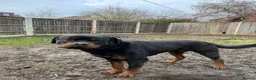 Rottweiler dogs for sale: German Boxed Head Rottweiler Male 1year + - Advert 5
