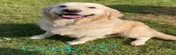 Golden Retriever dogs for sale: 🌟KC Reg cream Golden Retriever puppies due soon🌟 - Advert 9