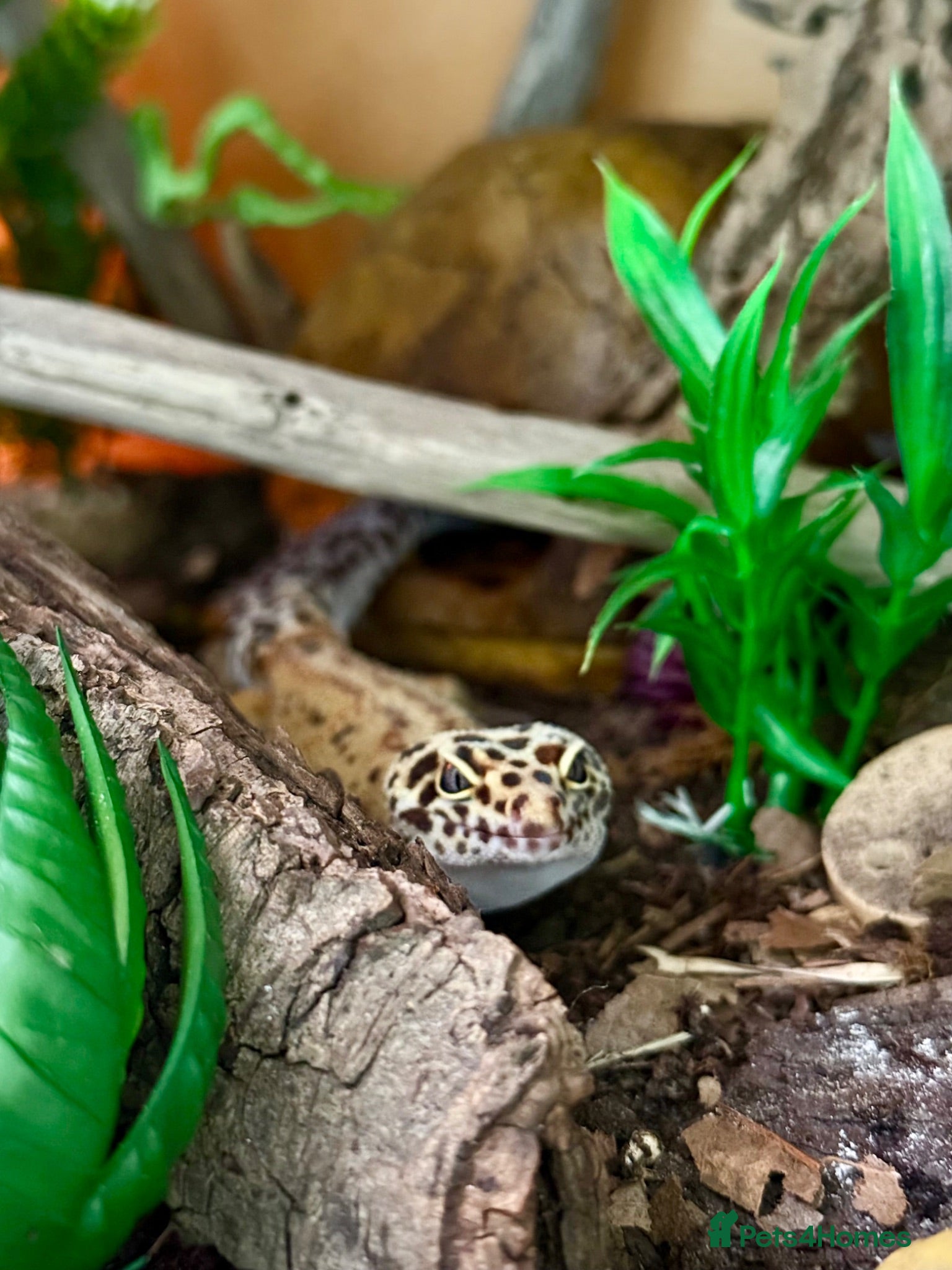 Leopard Gecko reptiles Stunning Male Leopard Gecko + Full Enclosure - Advert 1