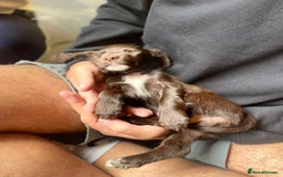 Cockapoo dogs for sale: READY NOW..!  cockapoos *1 girl 2boys* - Image 16