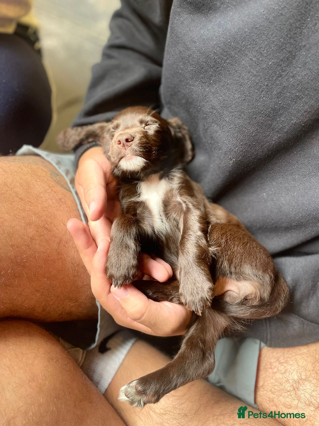 Cockapoo dogs for sale: READY NOW..!  cockapoos *1 girl 2boys* - Image 16