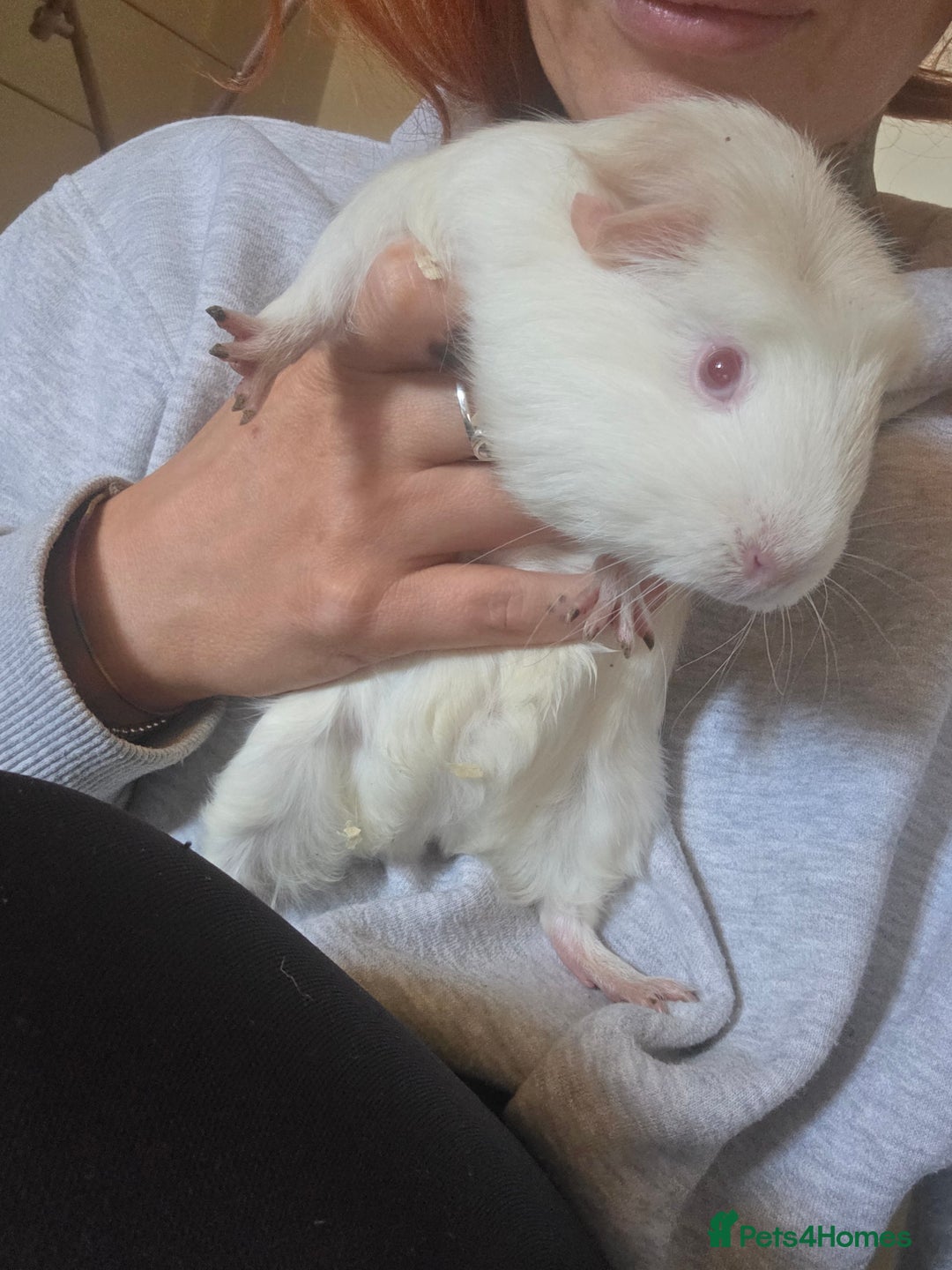 Guinea Pig rodents for sale: Two female guinea pigs comes with cage - Image 2