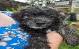 Mixed Breed dogs for sale: F1 Westipoos  - Image 22