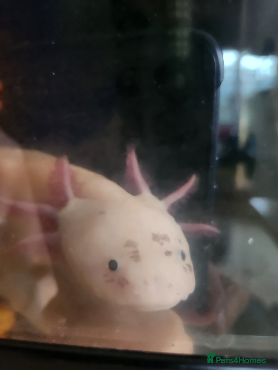 Axolotl reptiles for sale: Sweet Male Axolotl - Advert 1