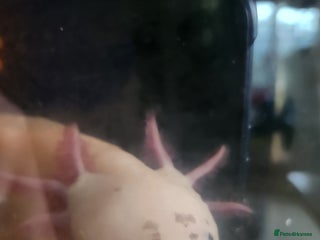 Axolotl reptiles Sweet Male Axolotl - Advert 5