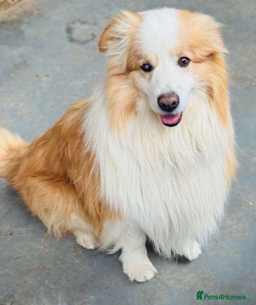 Border Collie dogs for sale: Border Collie Male Needs A New Home - Advert 1