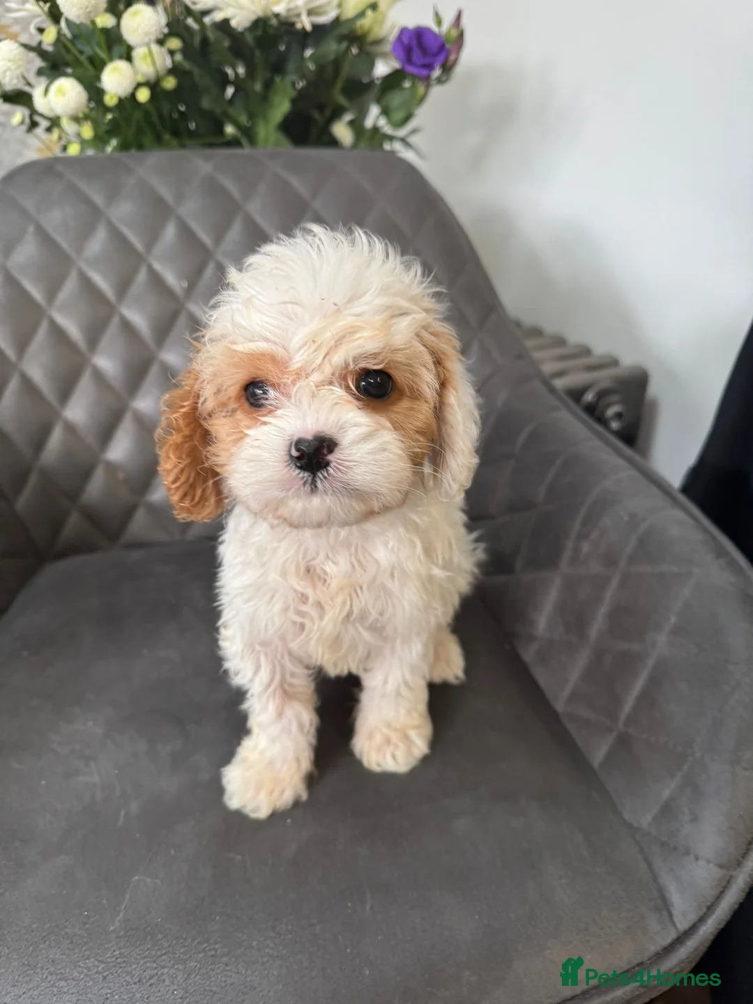 Cavapoo dogs for sale: Stunning Cavapoo boy  - Advert 2