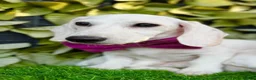 Miniature Dachshund dogs for sale: Pure White GHOST dachshunds - Advert 23