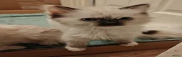 Ragdoll cats for sale: Ragdoll kittens ready to go - Advert 6
