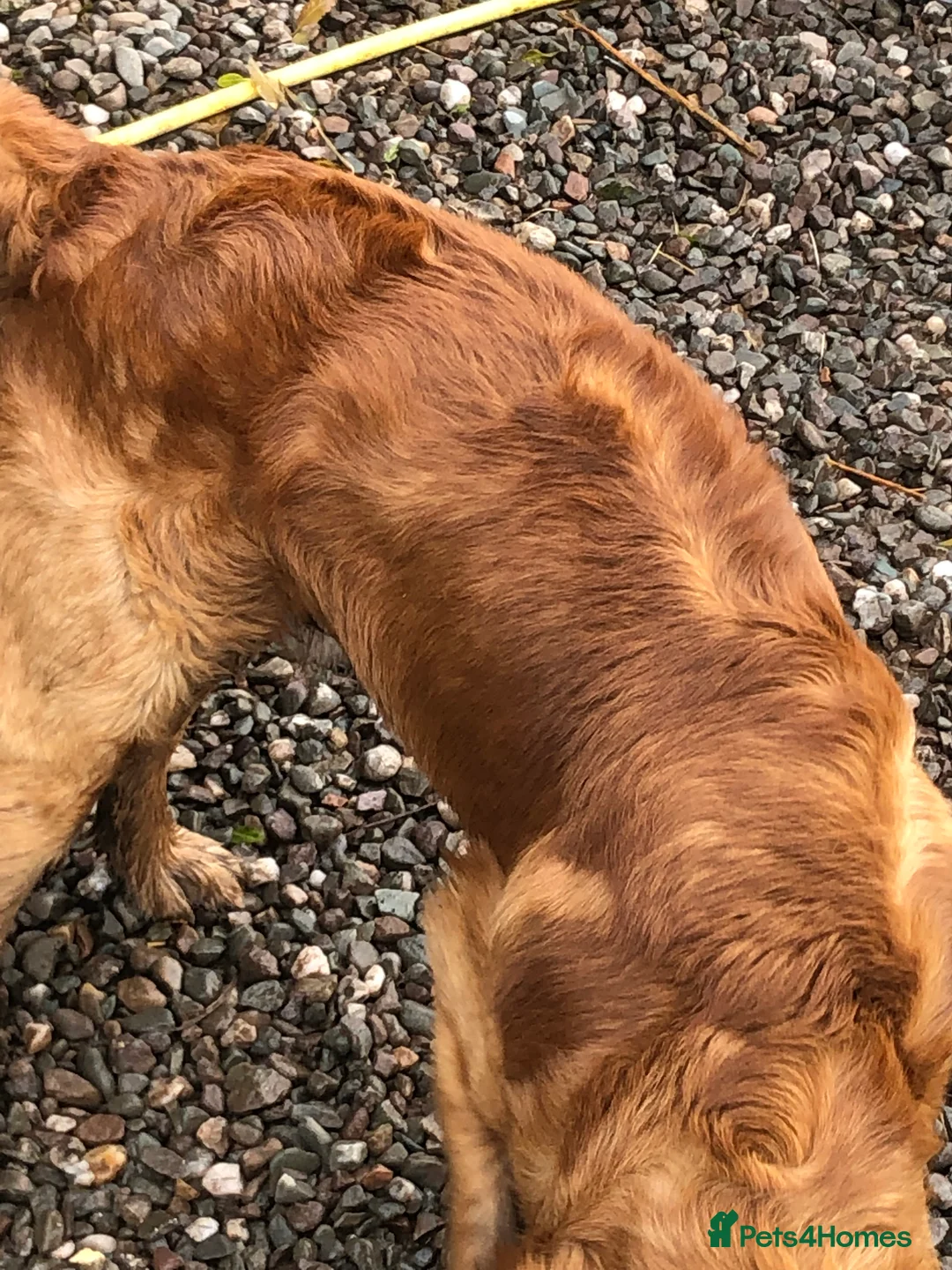 Golden Retriever dogs for stud: Dark Golden Retriever available for stud duties in Dunblane - Advert 4