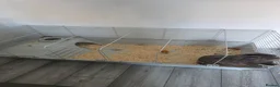 Mini Lop rabbits for sale: Rabbit and hutch in Stevenston - Advert 3