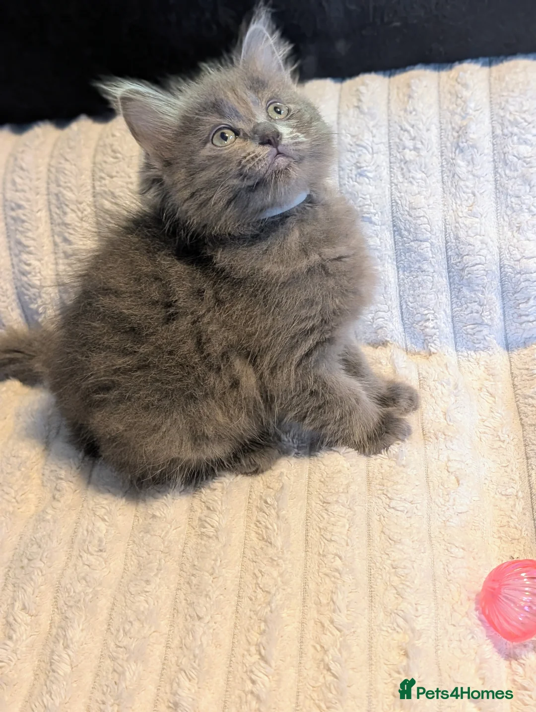 Ragdoll cats for sale: 4 beautiful Ragdoll Turkish Van kittens - Advert 1