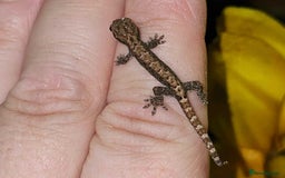 Gecko reptiles for sale: Lizards for sale - lots to choose from  in Nottingham - Image 19