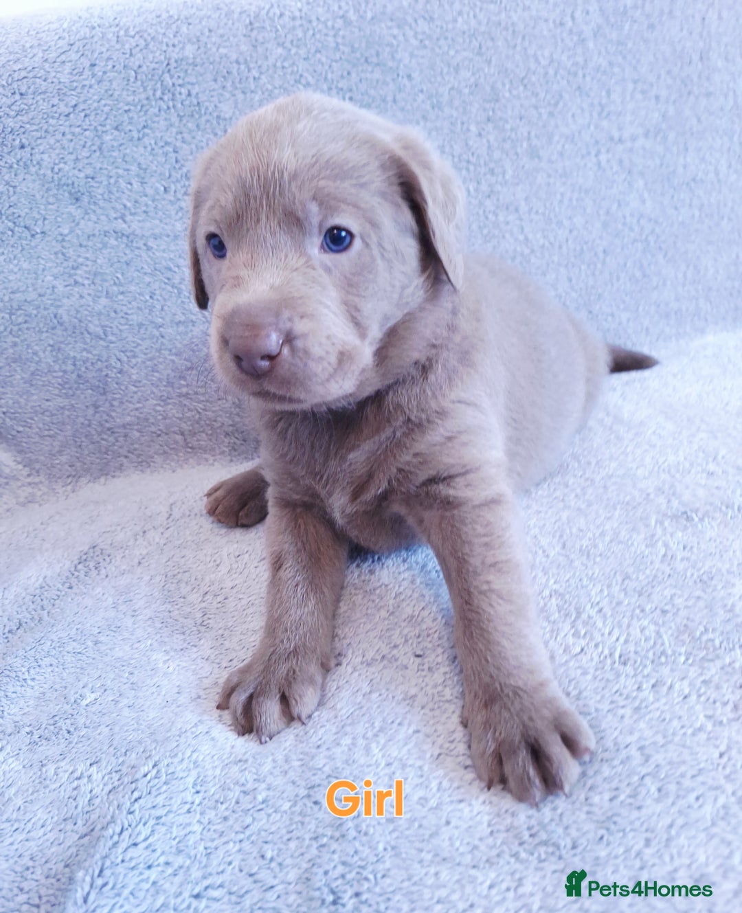 Labrador Retriever dogs for sale: Chunky, healthy Chocolate and Silver puppies!!! - Advert 6