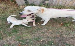 Labrador Retriever dogs for sale: Labrador puppies  - Image 1