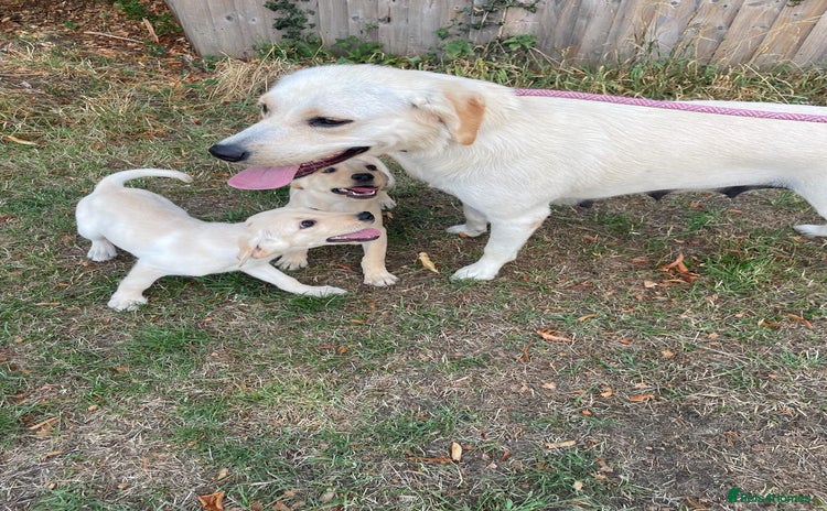 Labrador Retriever dogs - Advert 15