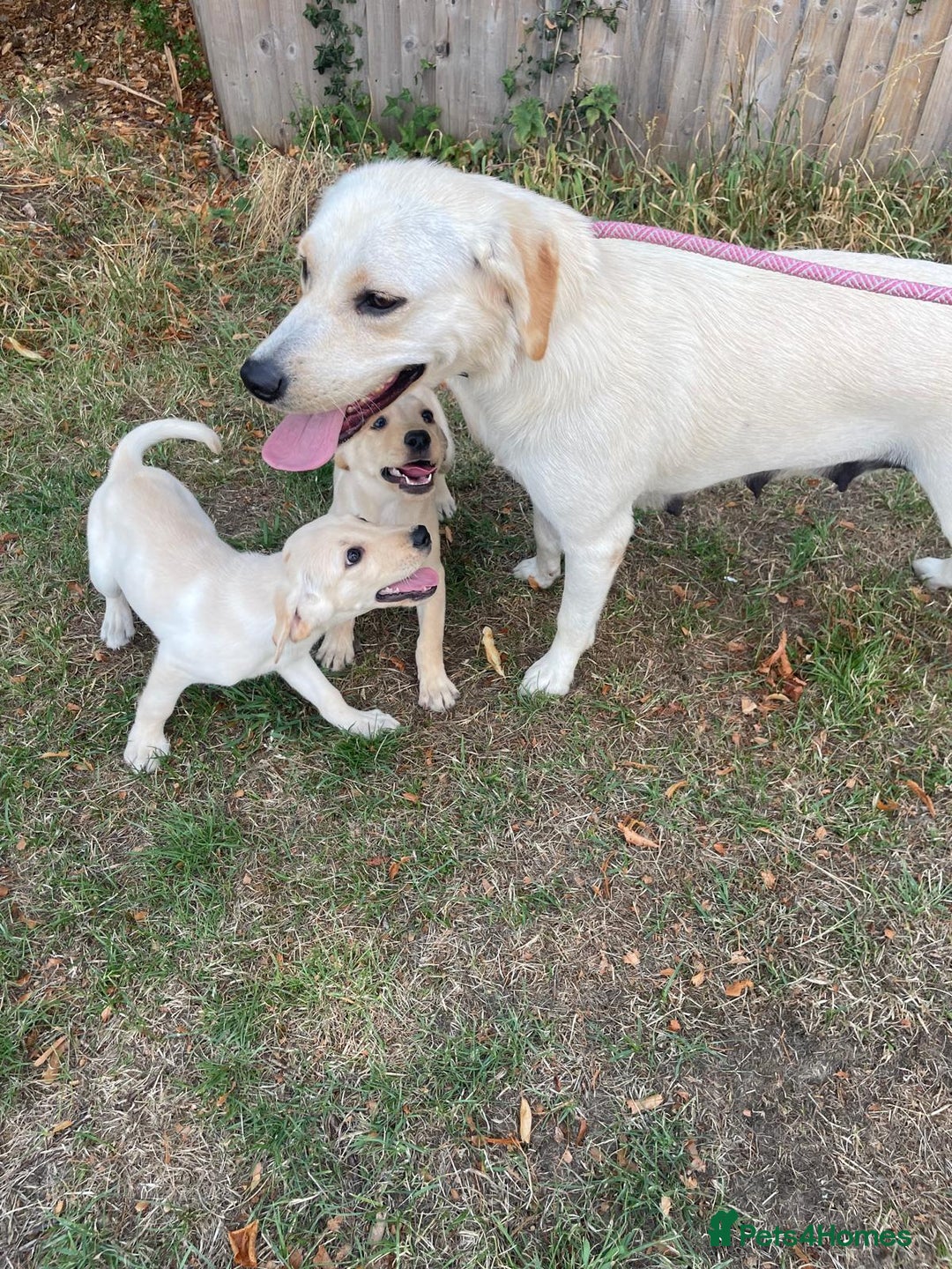 Labrador Retriever dogs for sale: Labrador puppies  - Image 1