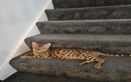 Bengal cats for sale: Bengal Cat – 6 Months Old (Neutered) - Image 1
