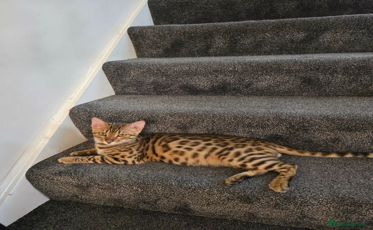 Bengal cats - Advert 1