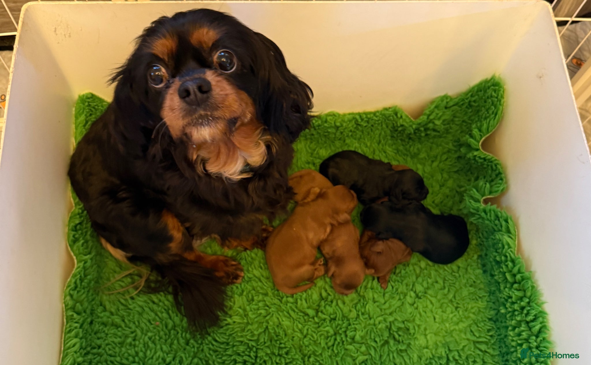 Cavapoo dogs Cavapoo health tested five ⭐️ licensed breeder - Advert 1