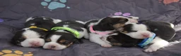 Beagle dogs for sale: Beautiful beagle puppies  in Rugby - Advert 15