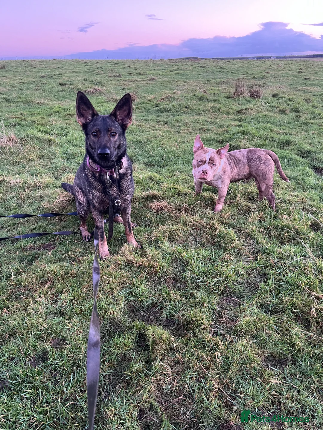 German Shepherd dogs for sale: Female German Shepherd 3 Year Old - Advert 9