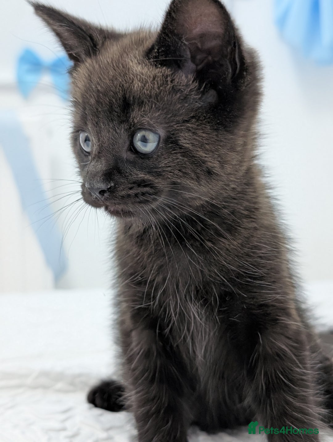 Maine Coon cats for sale: Maine Coon X kittens - Image 13