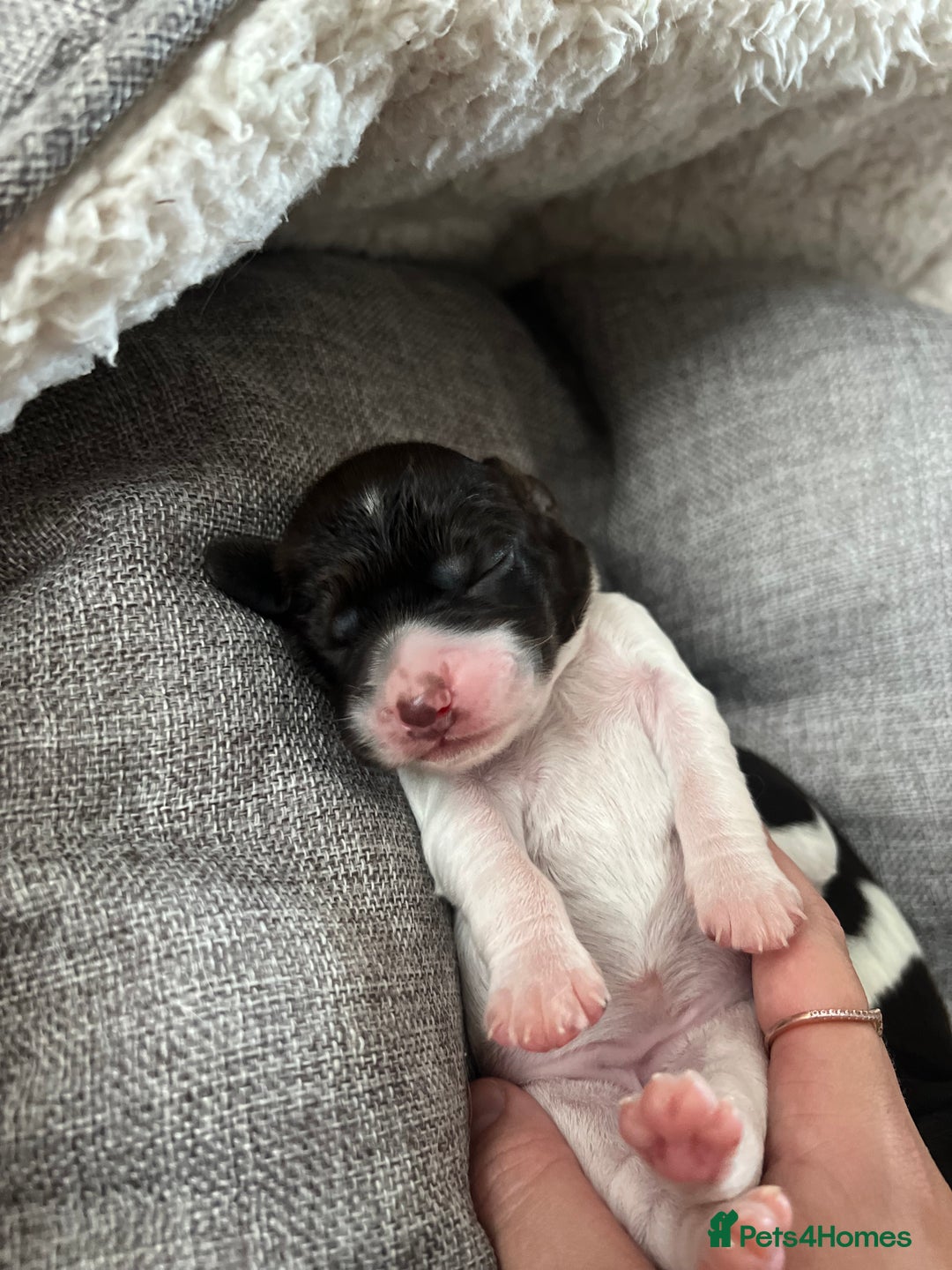 Sprocker dogs for sale: Sprocker puppies  - Image 11