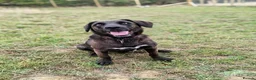 Mixed Breed dogs for adoption: MAISIE –   4 Years Old, Mixed Breed Girl  in Stanley - Advert 6