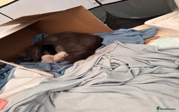 Ragdoll cats for sale: Kittens - Image 6