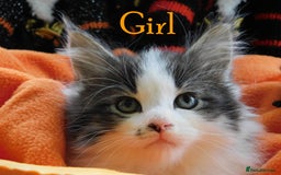 Maine Coon cats for sale: FABULOUS FLUFFY PEDIGREE MAINE COON KITTENS - Image 27