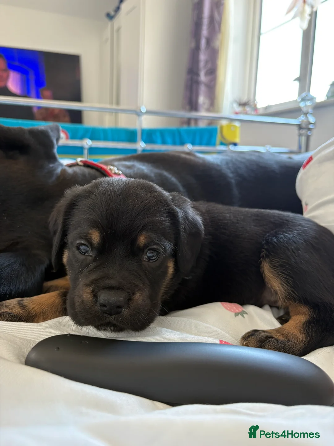 Mixed Breed dogs for sale: Cane corso x staff puppies  in Witham - Advert 2