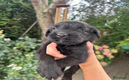 Mixed Breed dogs for sale: 3/4 Labrador 1/4 German wired hair pointer  - Image 6