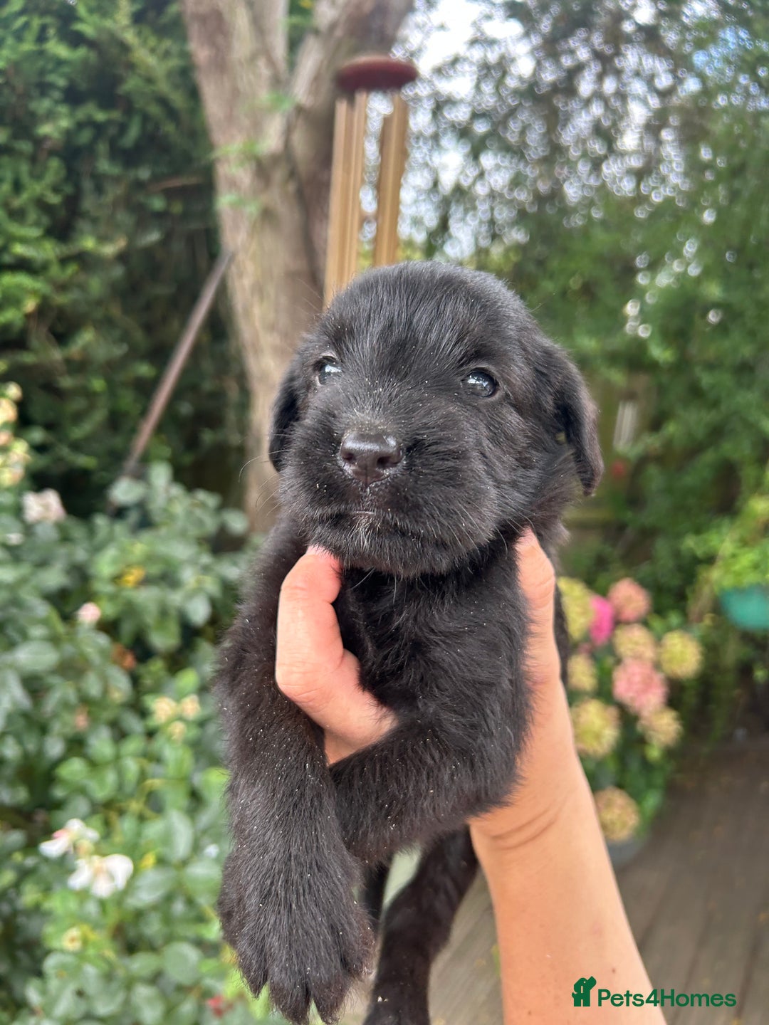 Mixed Breed dogs for sale: 3/4 Labrador 1/4 German wired hair pointer  - Image 6