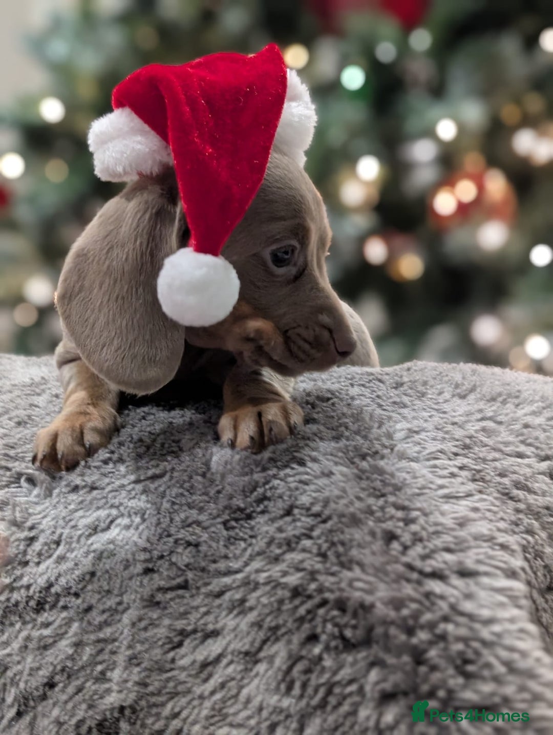 Miniature Dachshund dogs for sale: Adorable little of miniature daschunds  - Advert 23