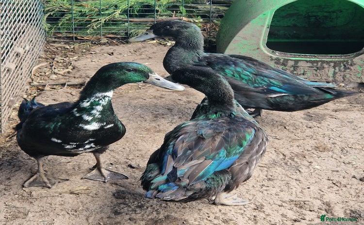 Ducks poultry - Advert 3