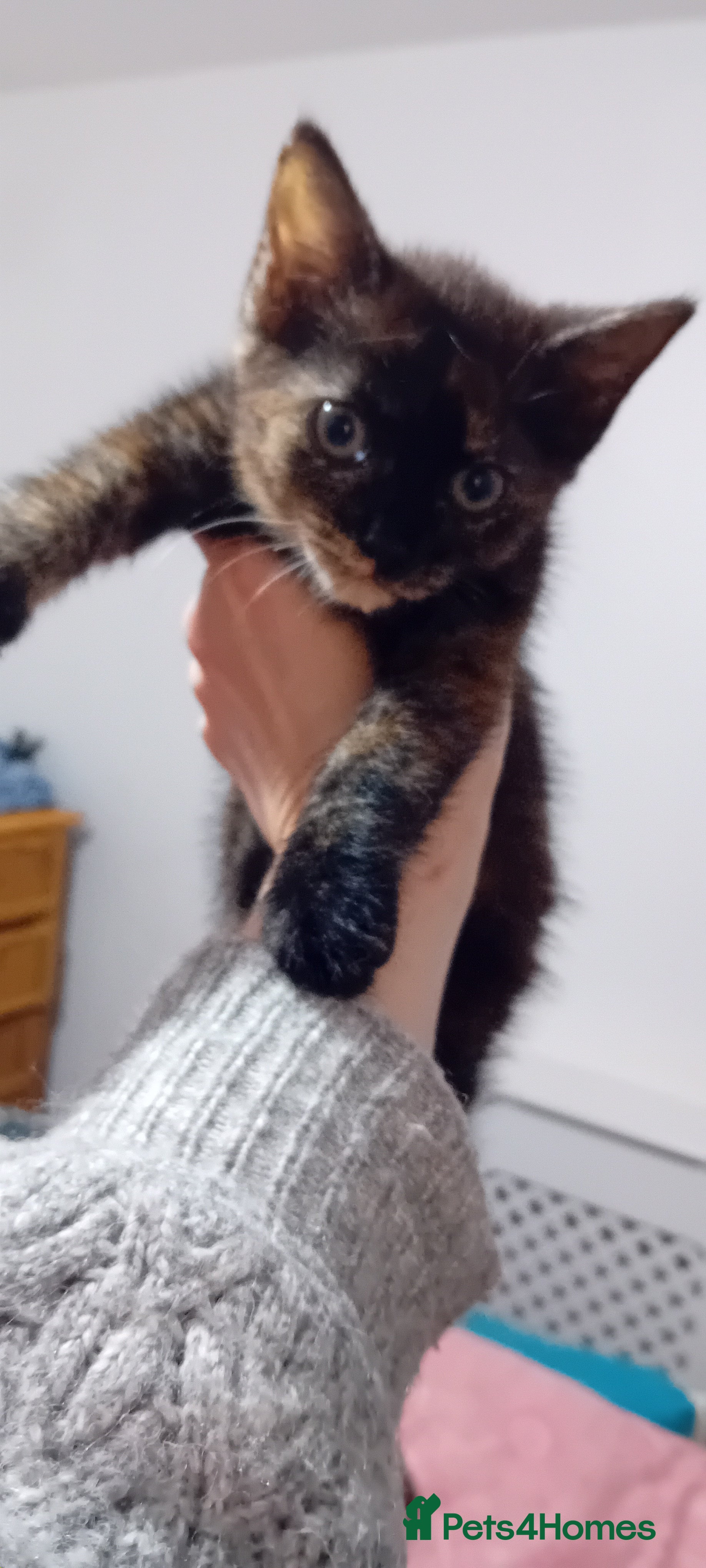 Mixed Breed cats Ginger kitten! - Advert 15